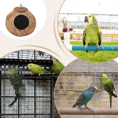 Pawzy Nid pour perroquet en noix de coco