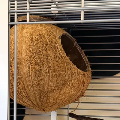 Pawzy Nid pour perroquet en noix de coco