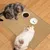 Tapis pour animaux de compagnie anti-rayures