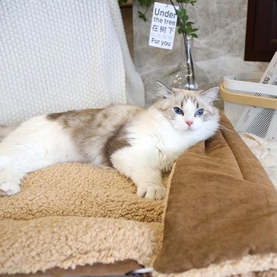 Pawzy Niche pliable pour chaton - coussin respirant et chaud