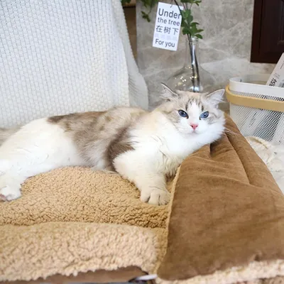 Pawzy Niche pliable pour chaton - coussin respirant et chaud