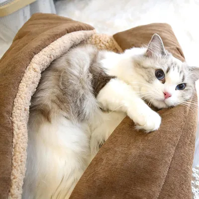 Pawzy Niche pliable pour chaton - coussin respirant et chaud