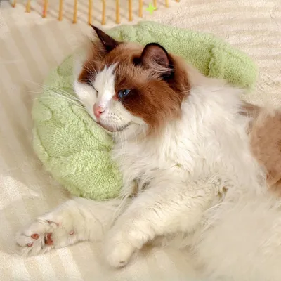 Zoomtopia Oreiller Apaisant en Forme De U pour Chien Et Chat