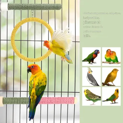 Pawzy Jouet en bois pour perroquet
