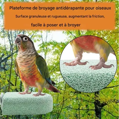 Pawzy Perchoir pour cage à oiseaux bâton de dentition