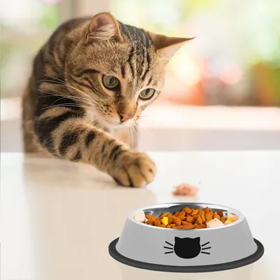 Zoomtopia Gamelle pour chat et chien en acier inoxydable
