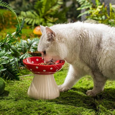 Zoomtopia Gamelle surélevée en céramique pour chat et petit chien