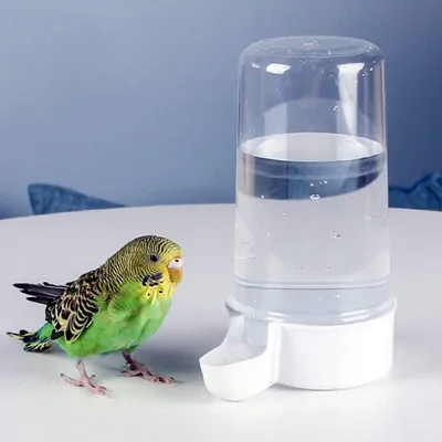Pawzy Abreuvoir automatique pour oiseaux