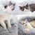 Pawzy Grotte de lit pour chat 50CM