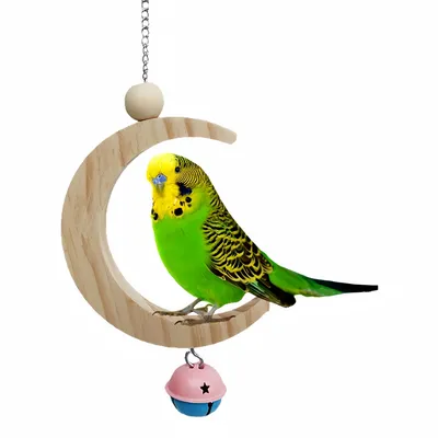 Pawzy Jouet en bois pour perroquet