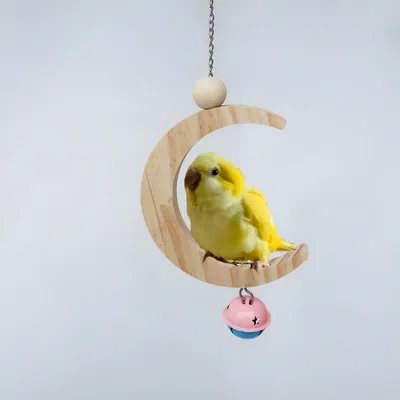 Pawzy Jouet en bois pour perroquet