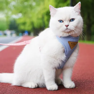 Pawzy Ensemble harnais et laisse pour chat