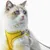 Pawzy Ensemble harnais et laisse pour chats jaune Pawzy Ensemble harnais et laisse pour chats jaune