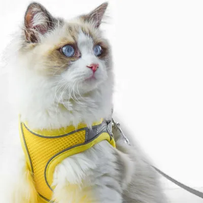 Pawzy Ensemble harnais et laisse pour chats jaune Pawzy Ensemble harnais et laisse pour chats jaune
