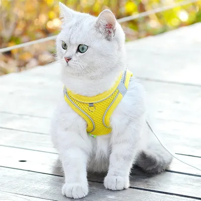 Pawzy Ensemble harnais et laisse pour chats jaune Pawzy Ensemble harnais et laisse pour chats jaune