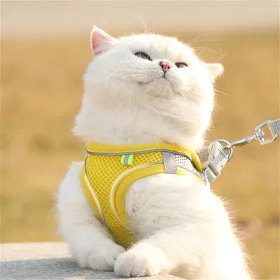 Pawzy Ensemble harnais et laisse pour chats jaune Pawzy Ensemble harnais et laisse pour chats jaune