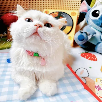 Zoomtopia Collier élastique réglable pour chat