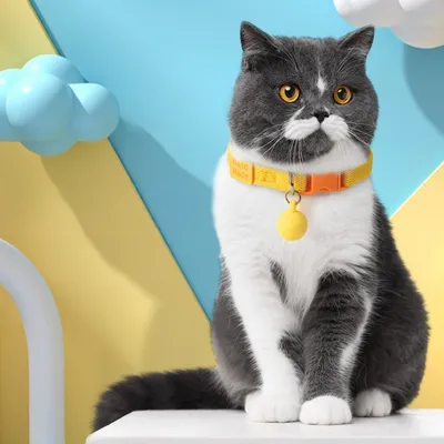 Zoomtopia Collier élastique réglable pour chat