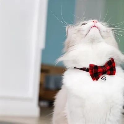 Pawzy Collier pour chat avec nœud à motif carreaux