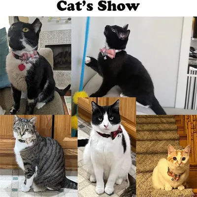 Pawzy Collier pour chat avec nœud à motif carreaux