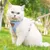 Pawzy Ensemble harnais et laisse pour chat