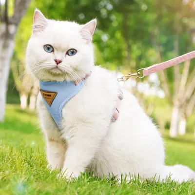 Pawzy Ensemble harnais et laisse pour chat