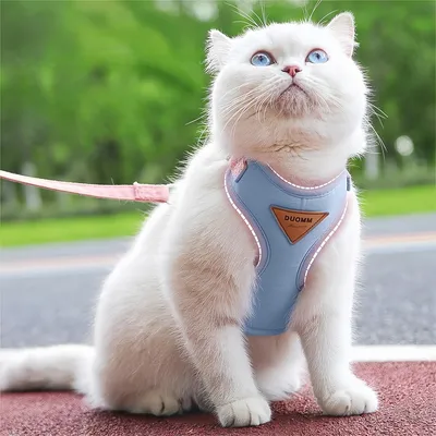 Pawzy Ensemble harnais et laisse pour chat