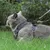 Zoomtopia Harnais anti - évasion pour chats