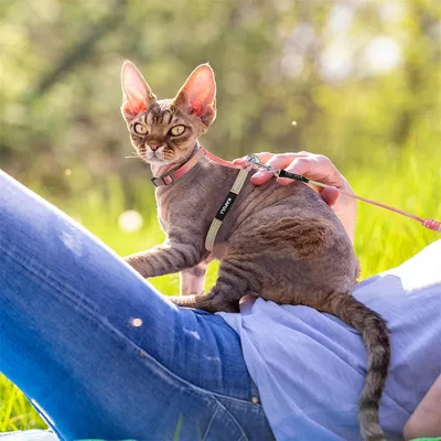 Pawzy Ensemble de laisse orange pour chat