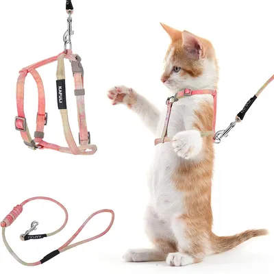 Pawzy Ensemble de laisse orange pour chat