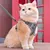Zoomtopia Harnais anti - évasion pour chats