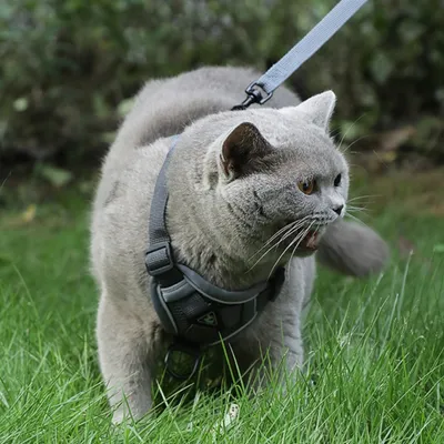 Zoomtopia Harnais anti - évasion pour chats