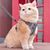 Zoomtopia Harnais anti - évasion pour chats