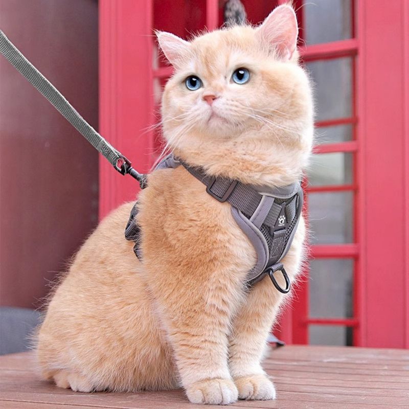 Zoomtopia Harnais anti - évasion pour chats