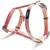 Pawzy Ensemble de laisse orange pour chat