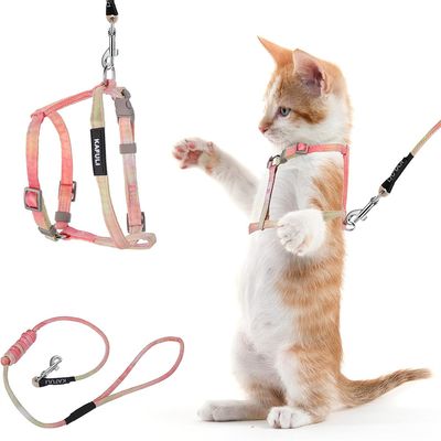 Pawzy Ensemble de laisse orange pour chat