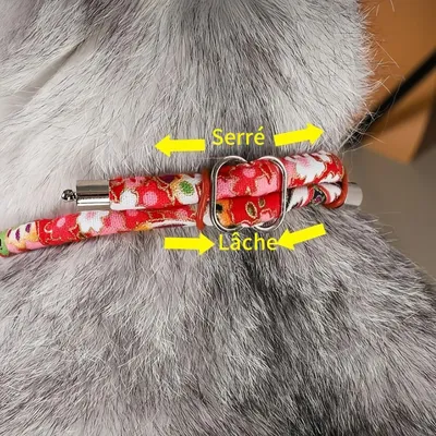 Pawzy Collier vermifuge pour chat