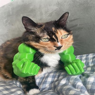 Pawzy Bras musculaires pour chats Vert