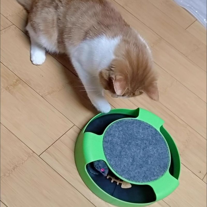 Zoomtopia Jouet rotatif pour chat