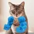 Pawzy Bras musculaires pour chats Bleu