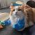 Pawzy Bras musculaires pour chats Bleu
