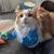 Pawzy Bras musculaires pour chats Bleu