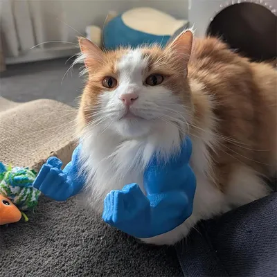 Pawzy Bras musculaires pour chats Bleu