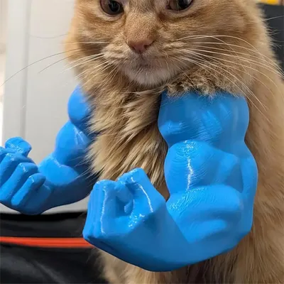 Pawzy Bras musculaires pour chats Bleu