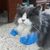 Pawzy Bras musculaires pour chats Bleu