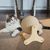 Pawzy Grattoir - balle pour chat