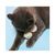 Pawzy Kit 6 balles interactives pour chat