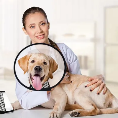 Pawzy Collier de récupération en plastique pour chien et chat Pawzy Collier de récupération en plastique pour chien et chat