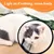 Pawzy Collier de récupération en plastique pour chien et chat Pawzy Collier de récupération en plastique pour chien et chat