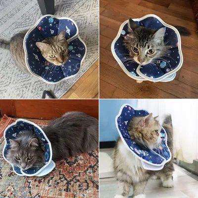 ZooVenture Konisches Katzenhalsband